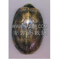 铜龟壳