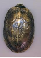 铜龟壳